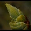 20070406_599